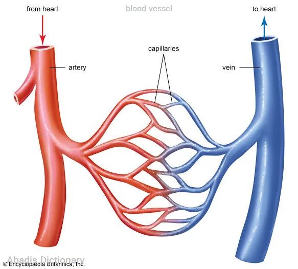 blood vessel